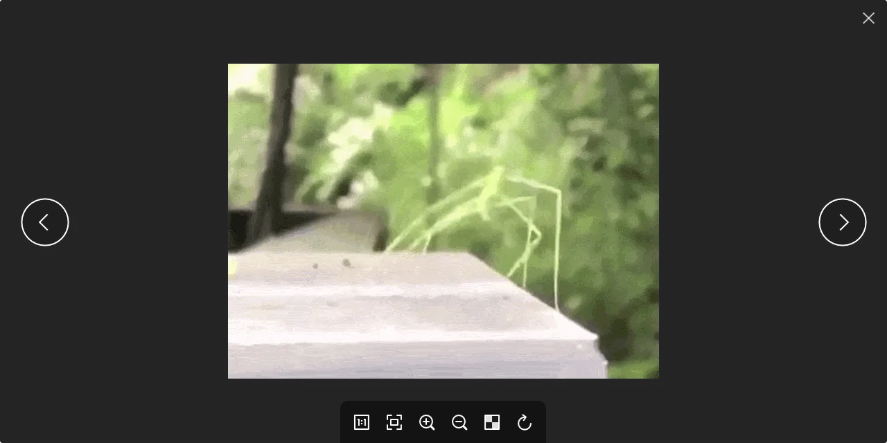 Publisher's Pineapple Pictures main-window screenshot showing a green insect image, previous and next arrows, and bottom viewing controls