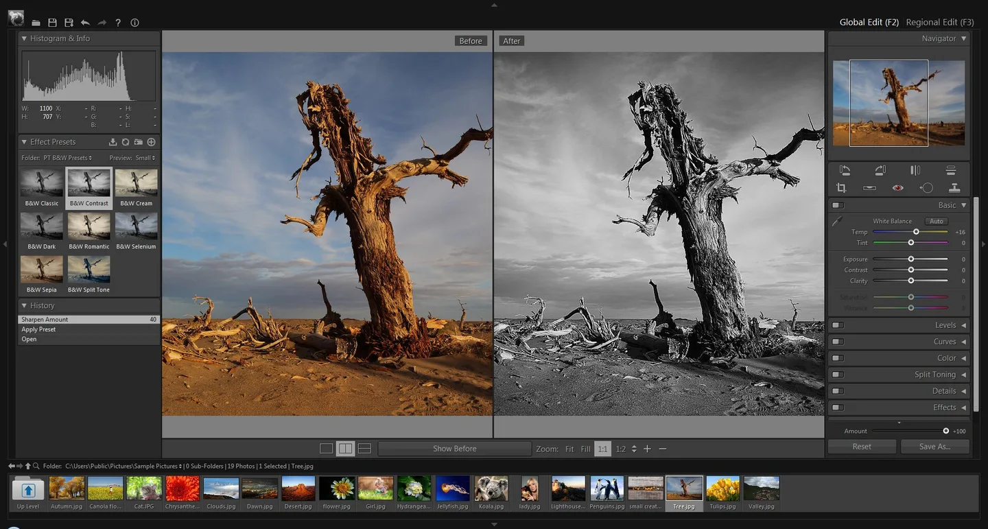 PT Photo Editor Free showing a tree photo before and after a black-and-white preset, with adjustment panels and a thumbnail strip.