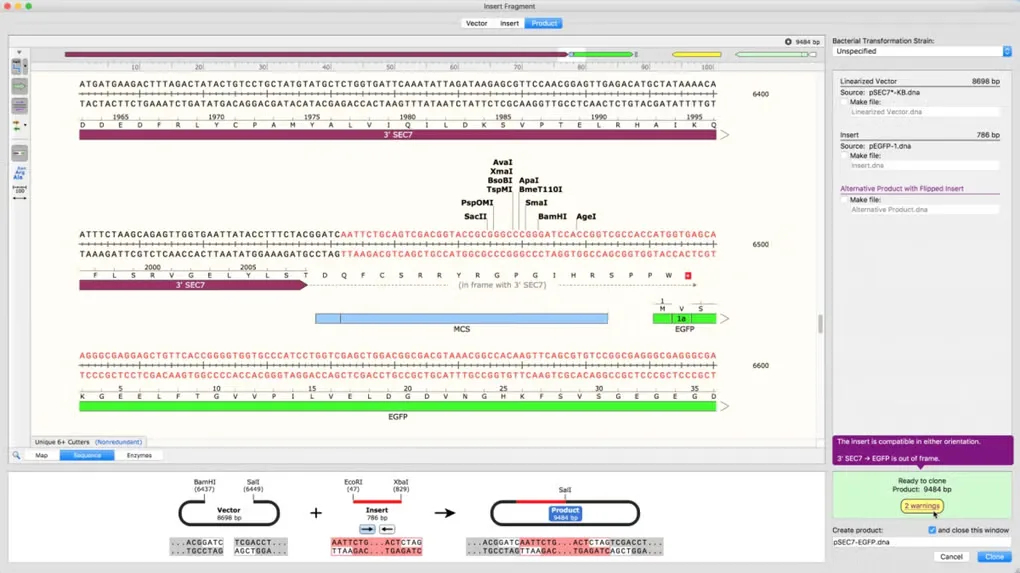 SnapGene Insert Fragment window with annotated DNA sequence and cloning product diagram; macOS interface shown for illustration.